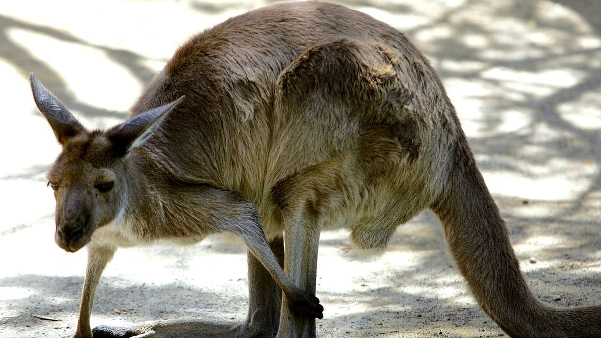 Why are Kangaroos turning up in India?