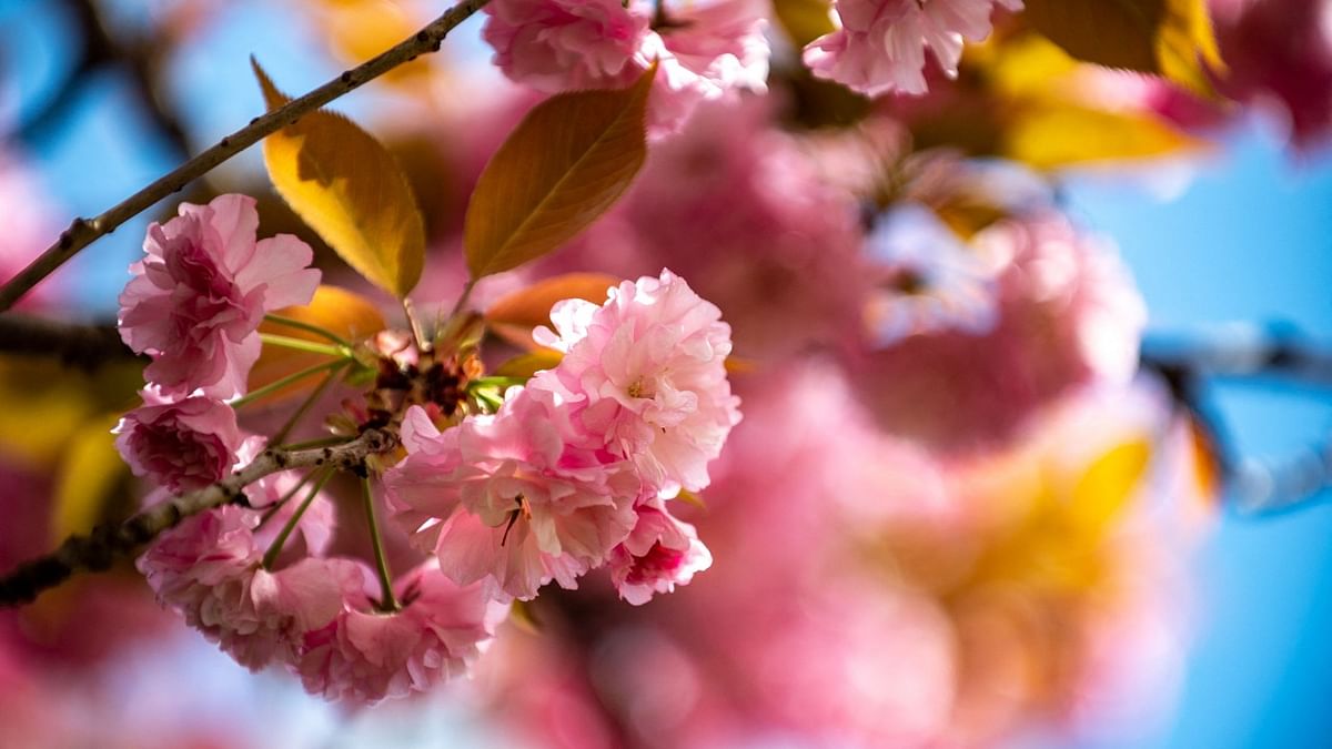 Prettier in pink: The push to remake Japan's cherry blossom season