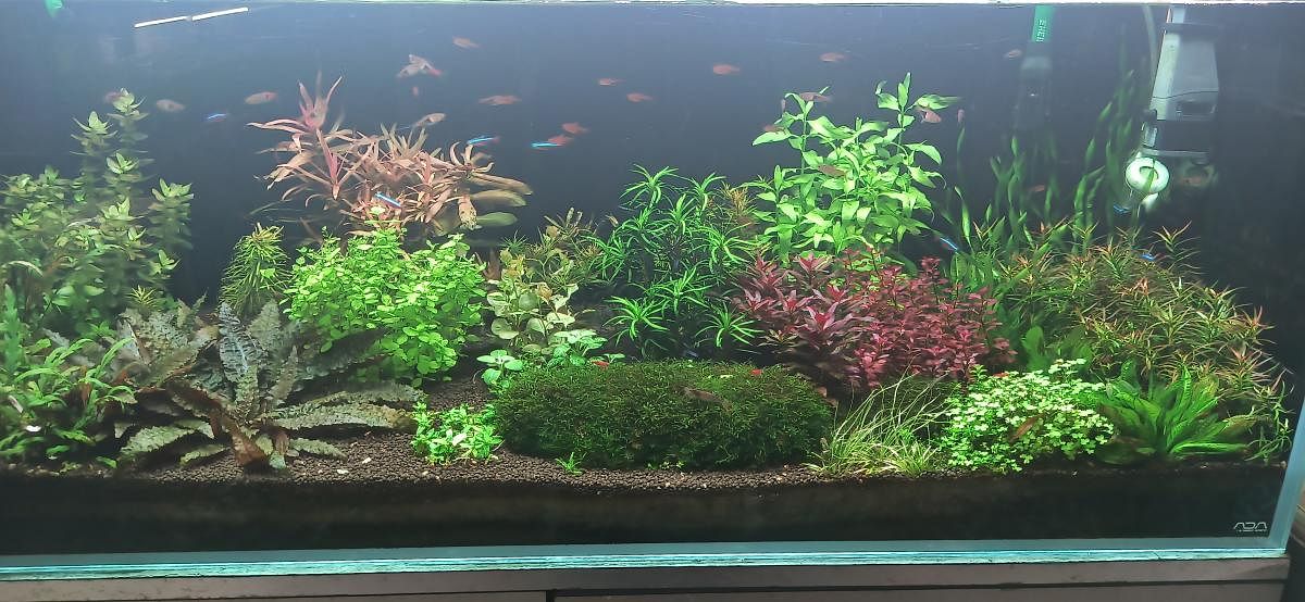 A space for stressbuster aquariums