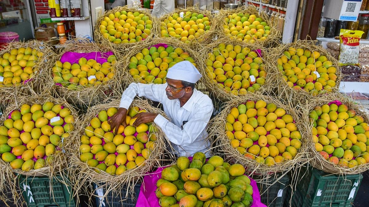 With mango growers looking for alternatives, Dharwad may lose its ‘Alphonso capital of Karnataka’ tag