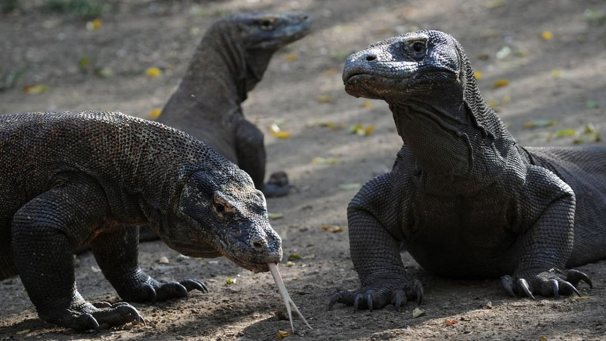 A fifth of world's reptile species deemed threatened with extinction