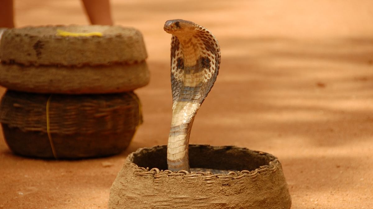 'Naagin dance' with cobra at marriage procession lands five in police custody in Odisha