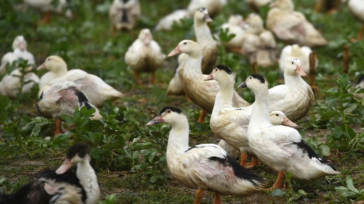 US reports its first human case of H5 bird flu