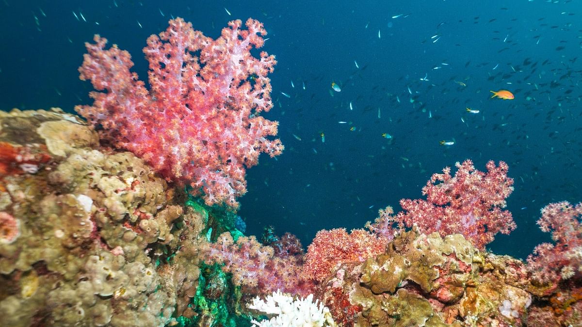 Corals and sea anemones turn sunscreen into toxins – understanding how could help save coral reefs