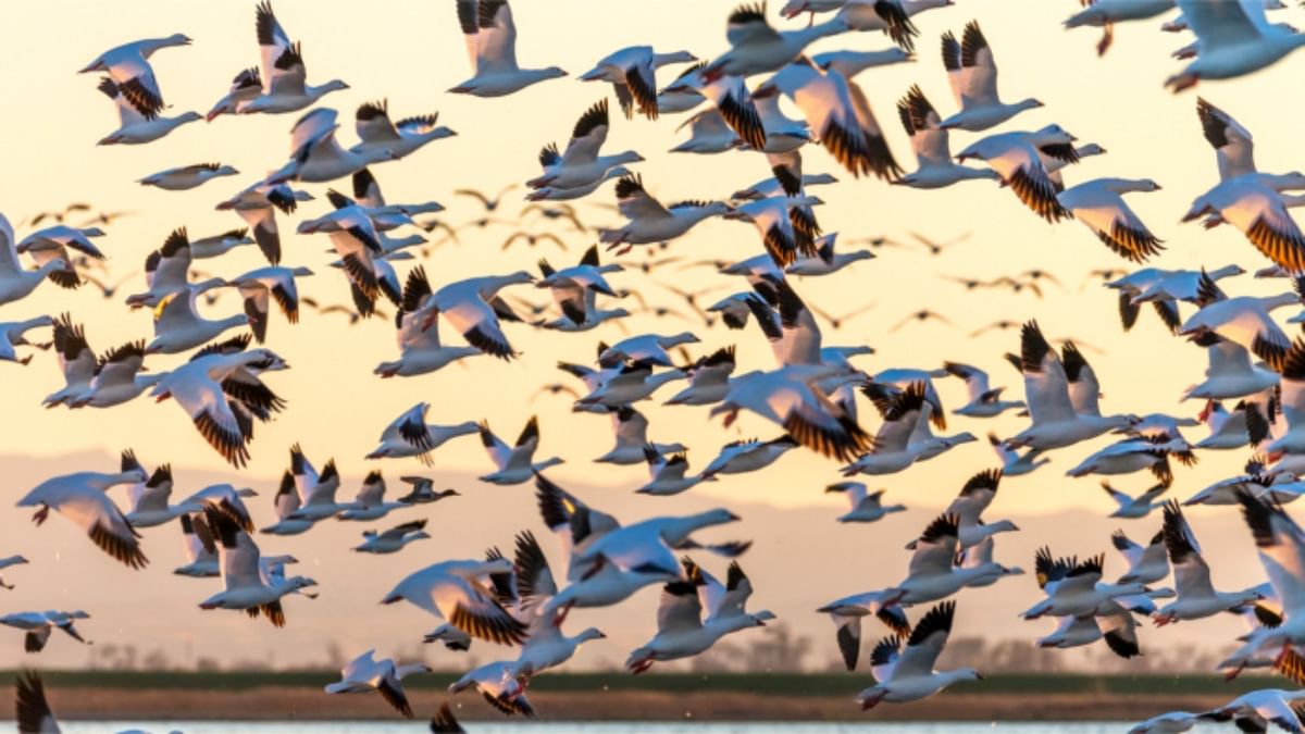Study flags population decline in 5,245 bird species