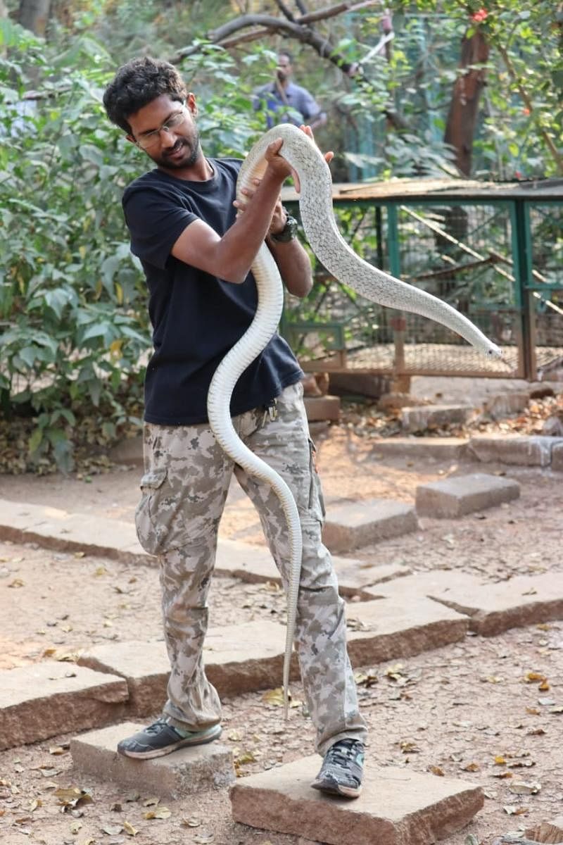 Snake rescue calls go up since the rains