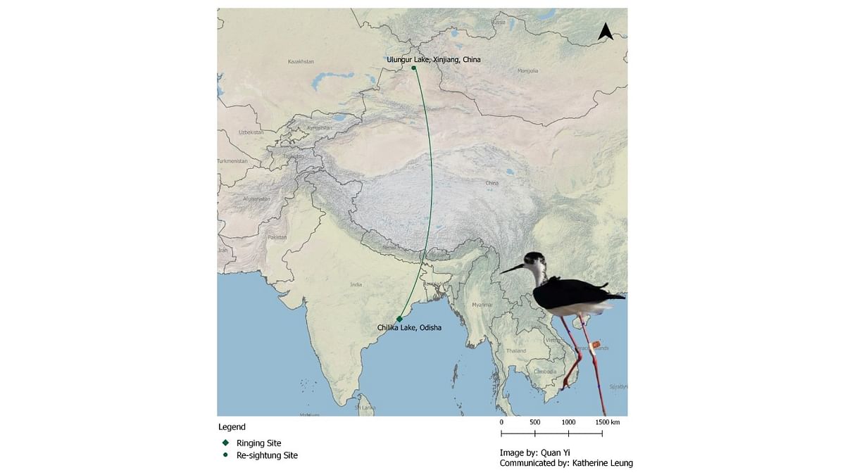 From Chilika to China, a Black-winged stilt's five-year flight path marvels all