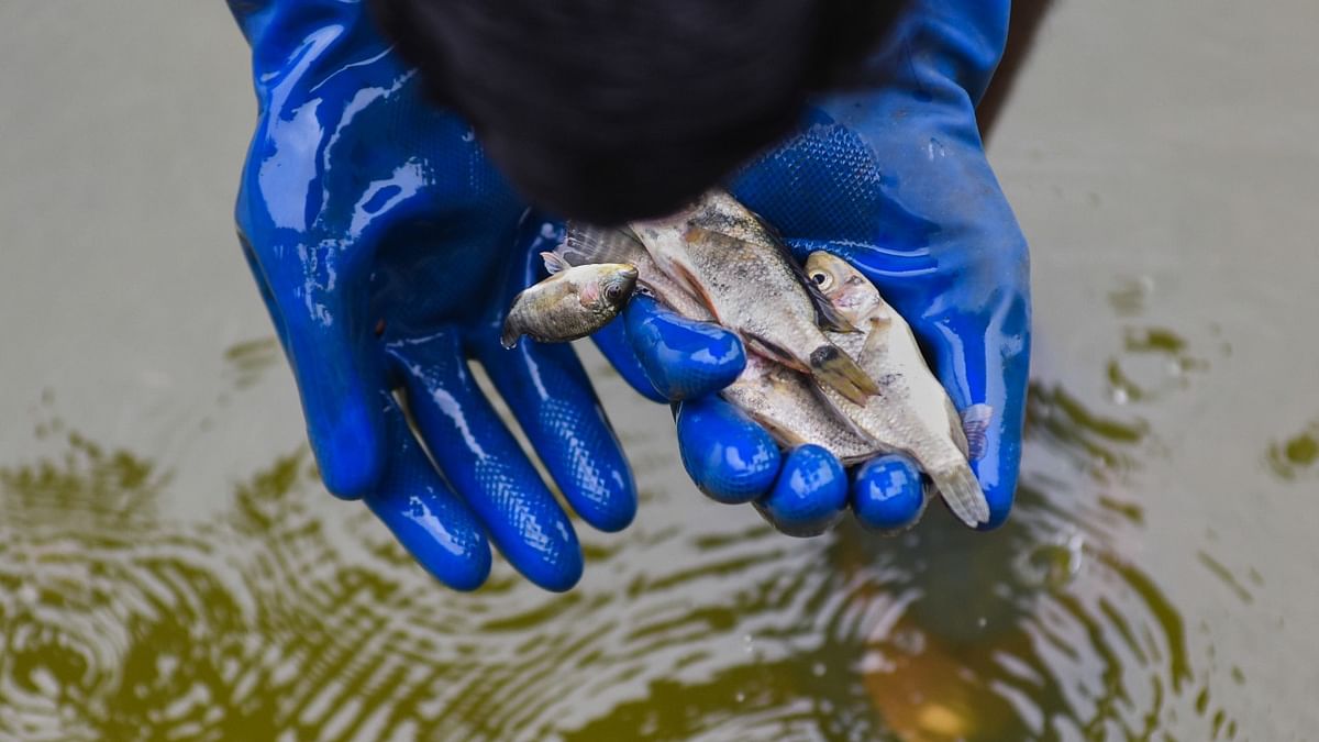 Fish deaths in 5 city lakes, experts point to worsening pollution
