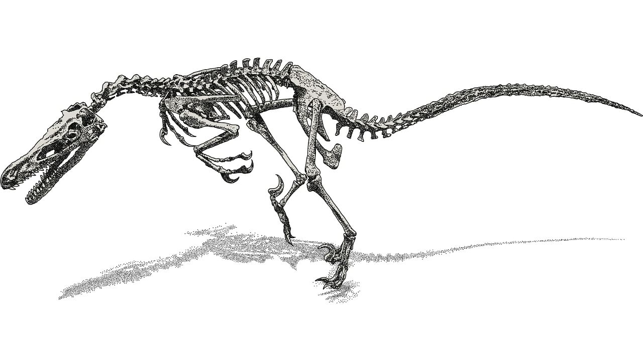 Dinosaur Skeleton png images  PNGWing