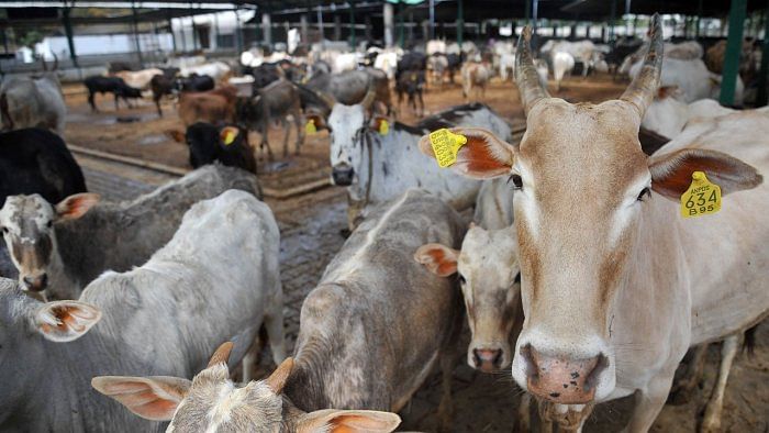 Sprinkle cow urine in house to remove obstacles: UP minister