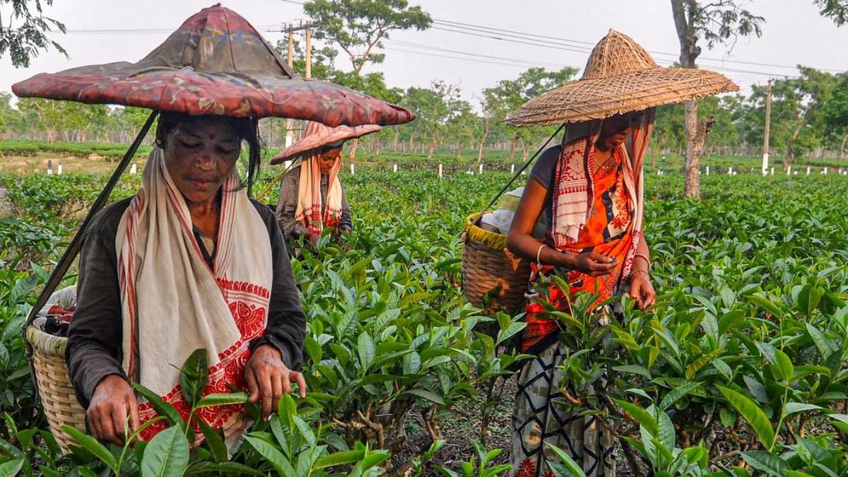 No tea garden worker to lose job, home for Assam airport construction: BJP MP