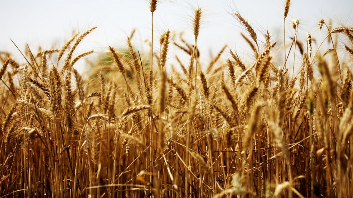 Wheat prices start falling after govt ban