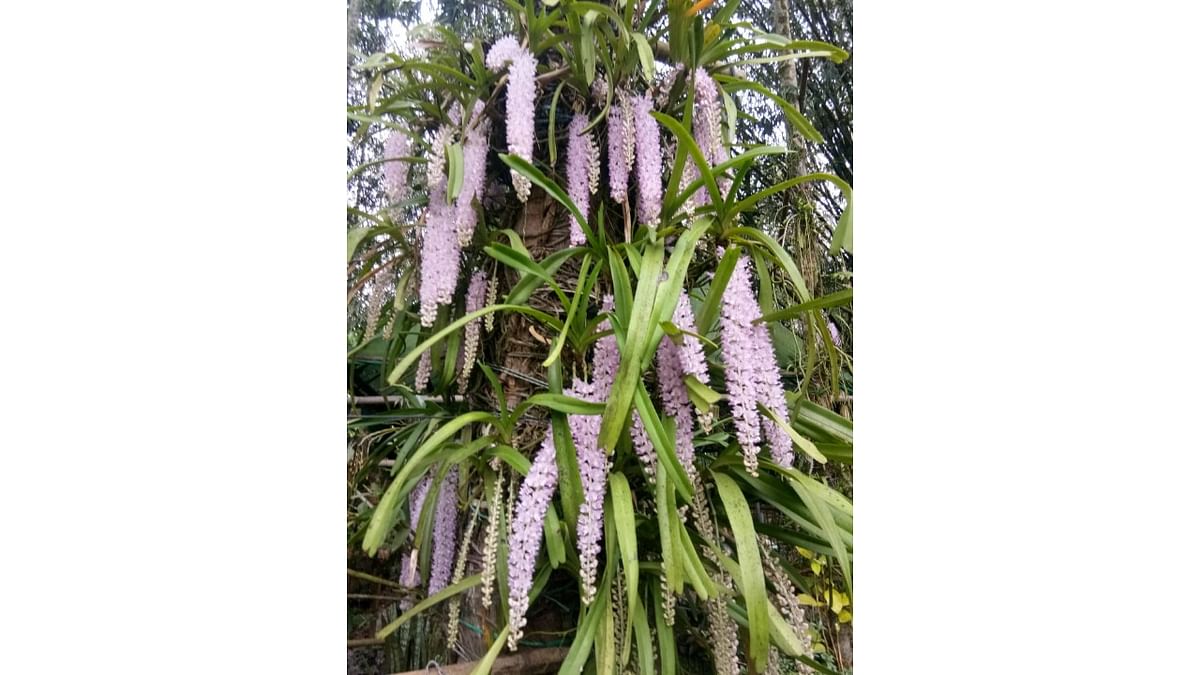 Assam farmer’s mission to save an orchid attracts visitors
