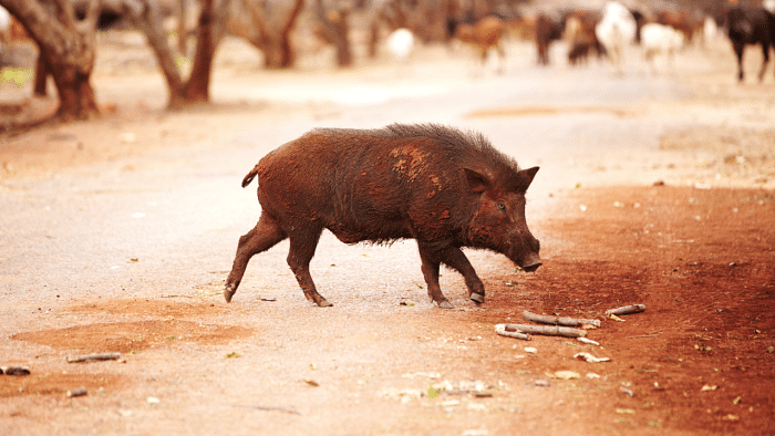 Electric snare to catch wild boar kills two cops in Kerala
