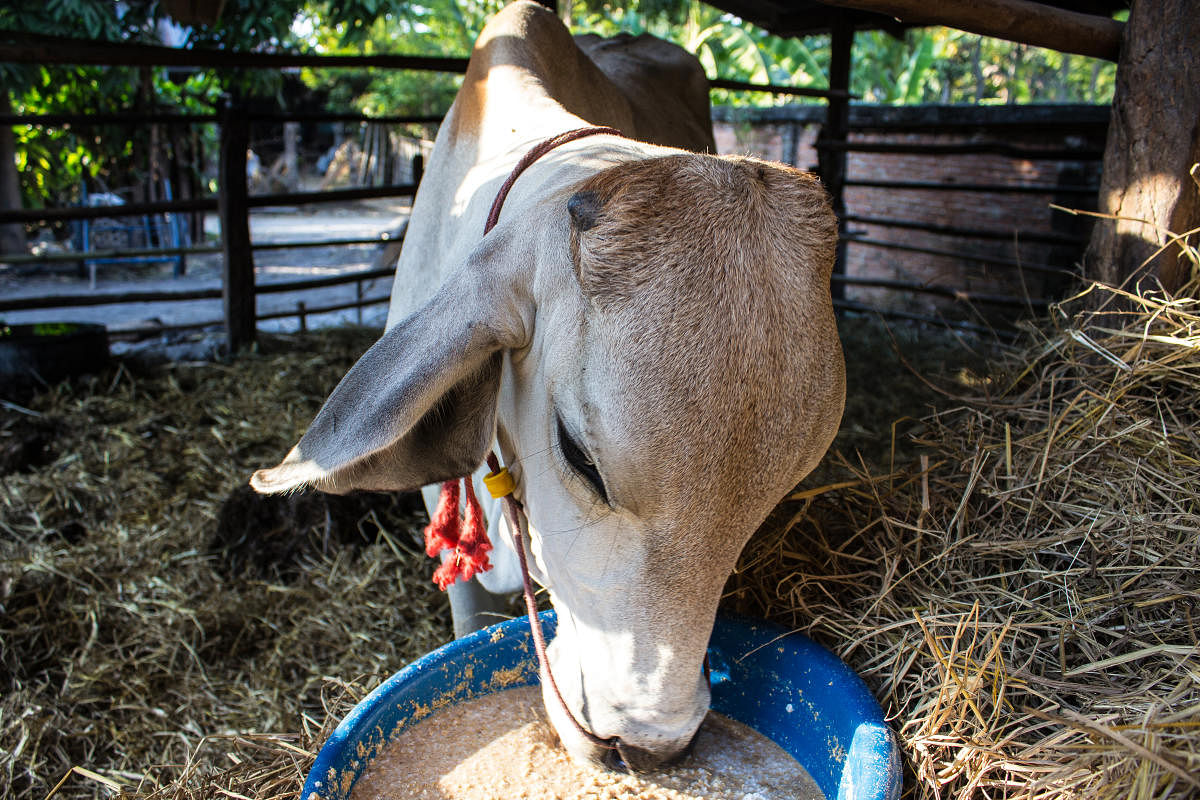 Russia-Ukraine war leaves animal nutrition in disarray