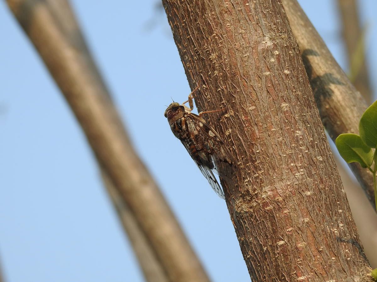 A summer of shrieking cicadas