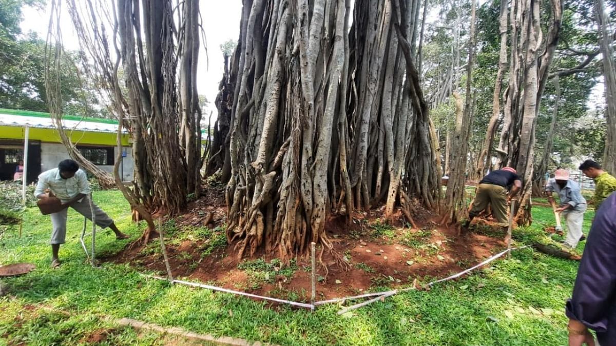 Destroyed by the rain, Bengaluru's Big Banyan Tree loses a trunk but set to branch out