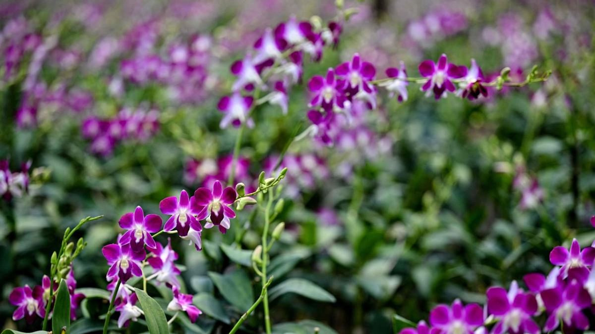 Orchids being traded illegally in India, conservationists allege