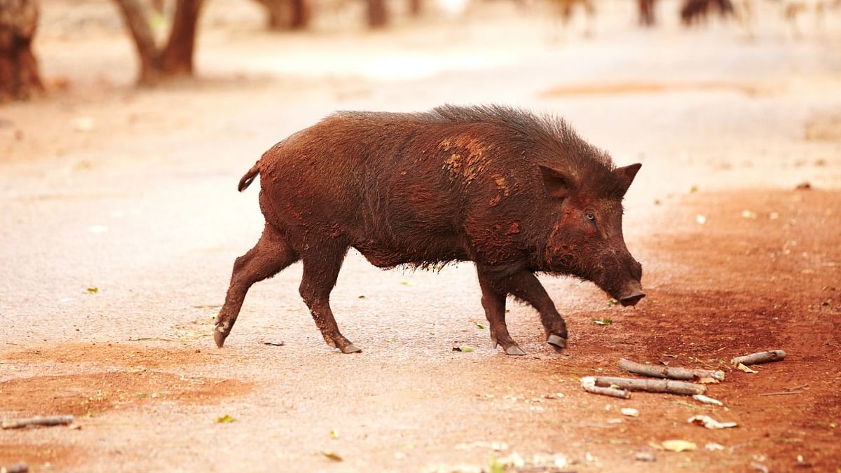 Animal rights people worry as Kerala empowers local bodies to kill wild boars