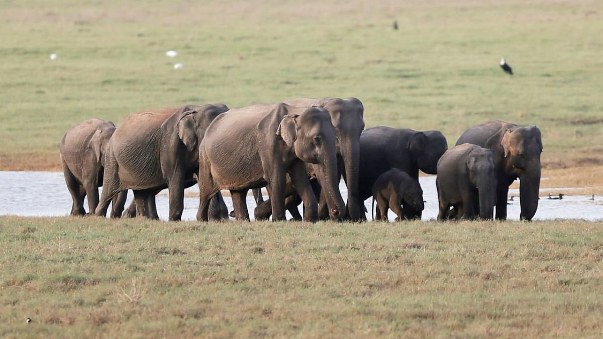 Carrying dead calf, elephant herd meanders through Bengal's tea gardens