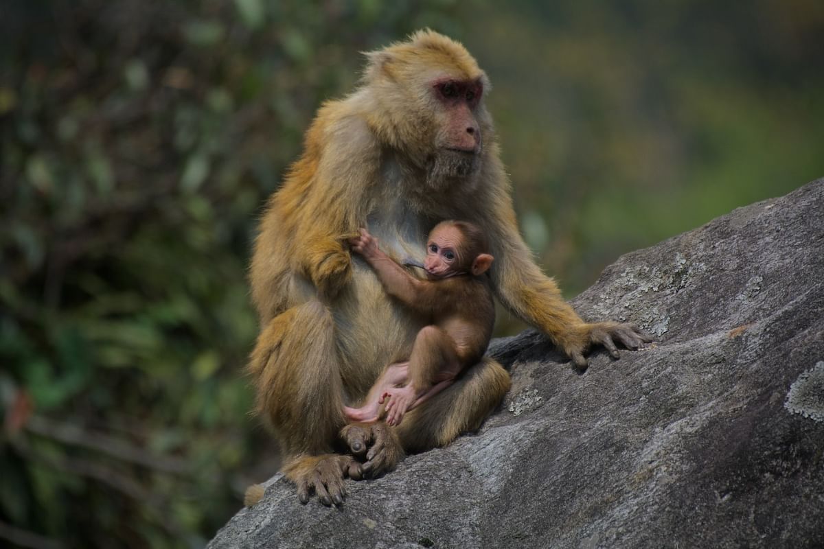 New species of Arunachal Macaque named after snow-clad Sela pass