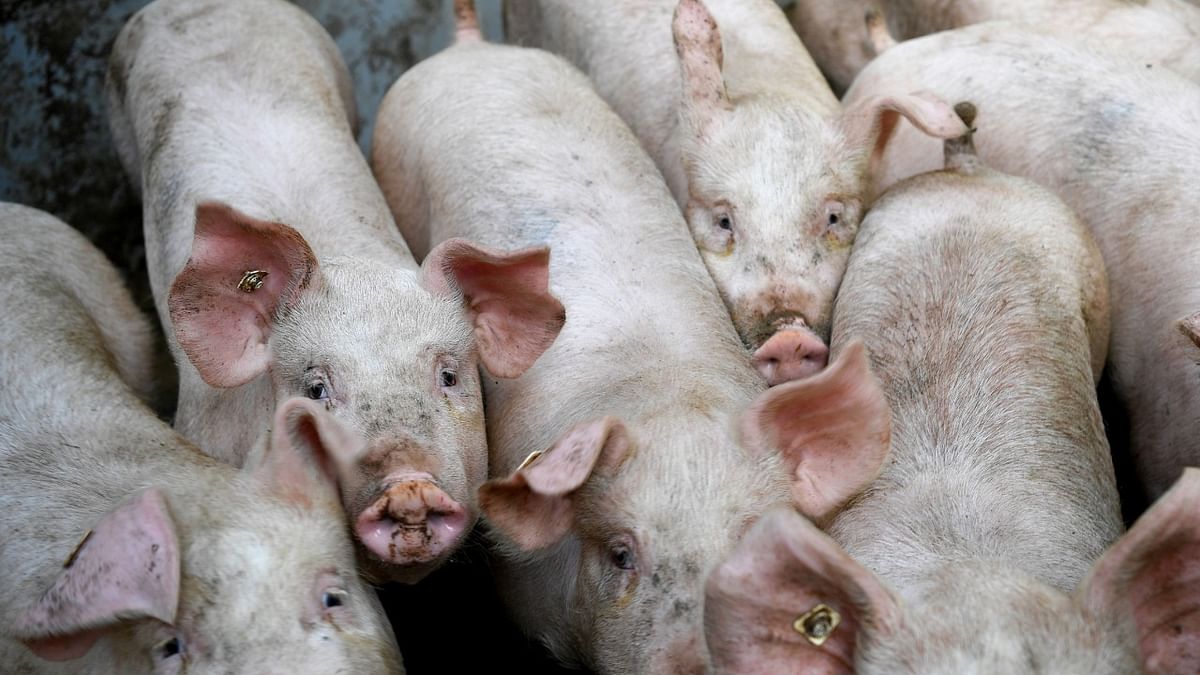 Mizoram govt to declare outbreak of African Swine Fever as state disaster