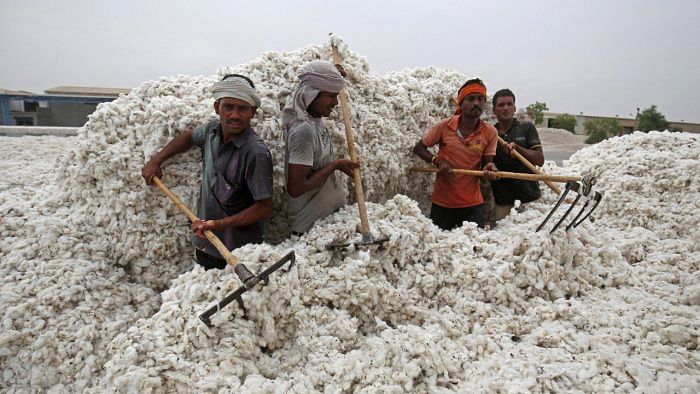 Why are cotton prices so high?