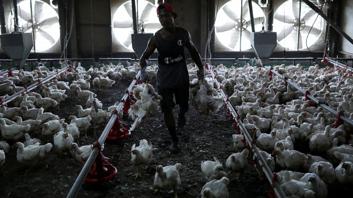 Malaysia suspends chicken exports amid rising food prices