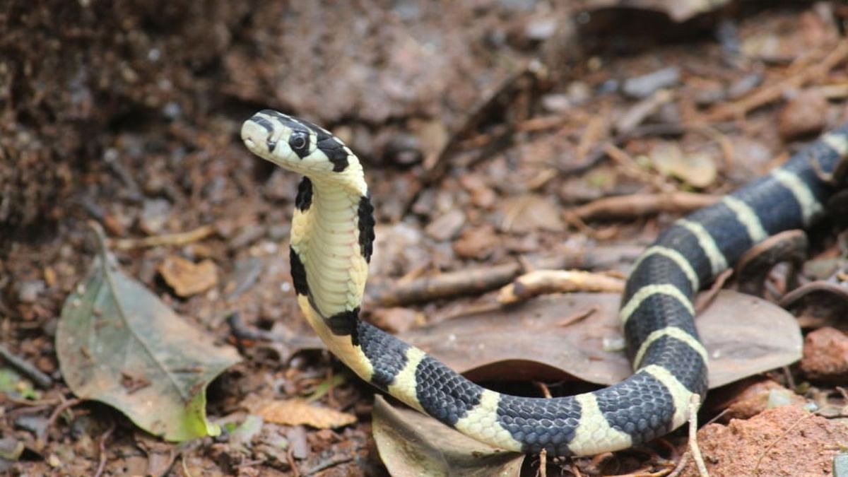 Pre-monsoon rain could hit king cobra breeding in Karnataka