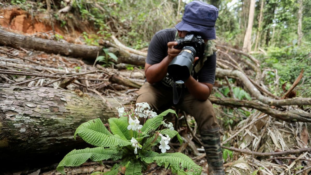 As Malaysia's forests disappear, photographer steps up to save orchids