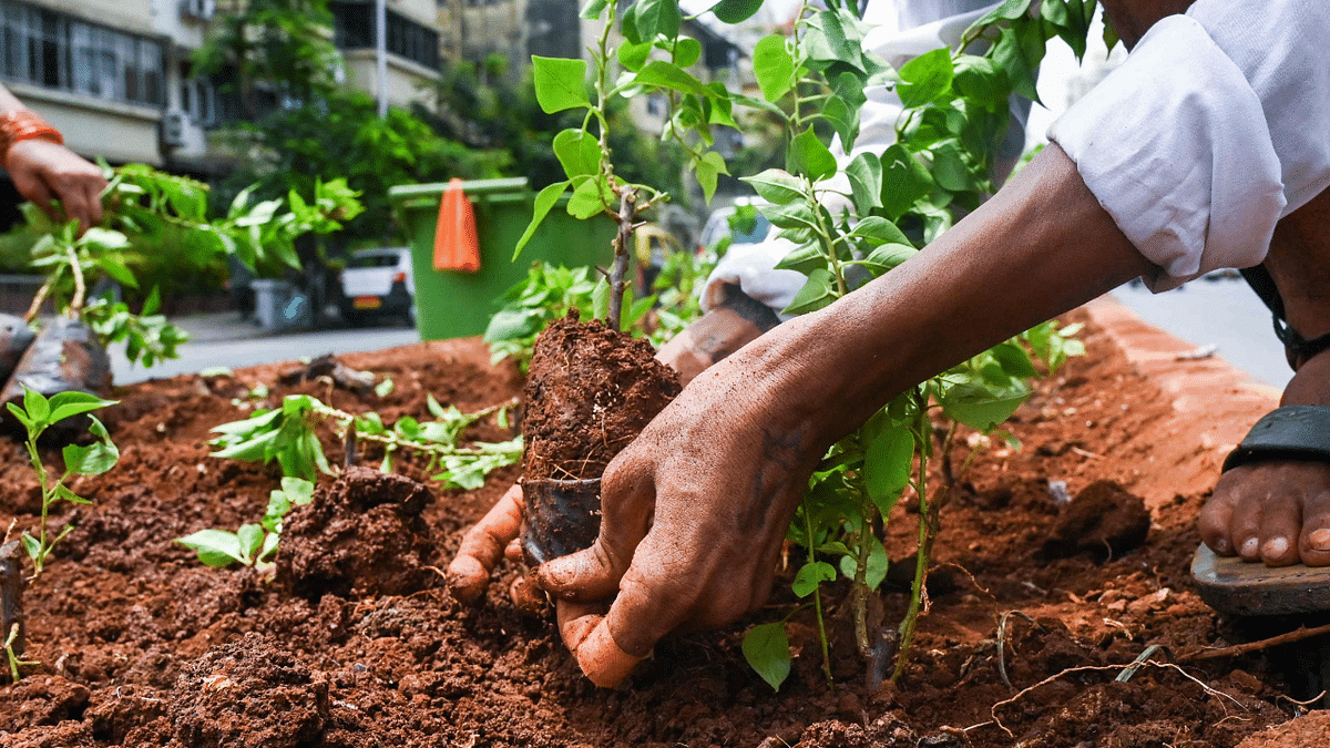 World Environment Day: BBMP to give five lakh saplings for free 