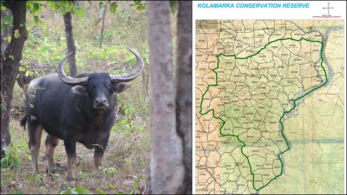 Naxalite-infested Gadchiroli now has a wild buffalo sanctuary