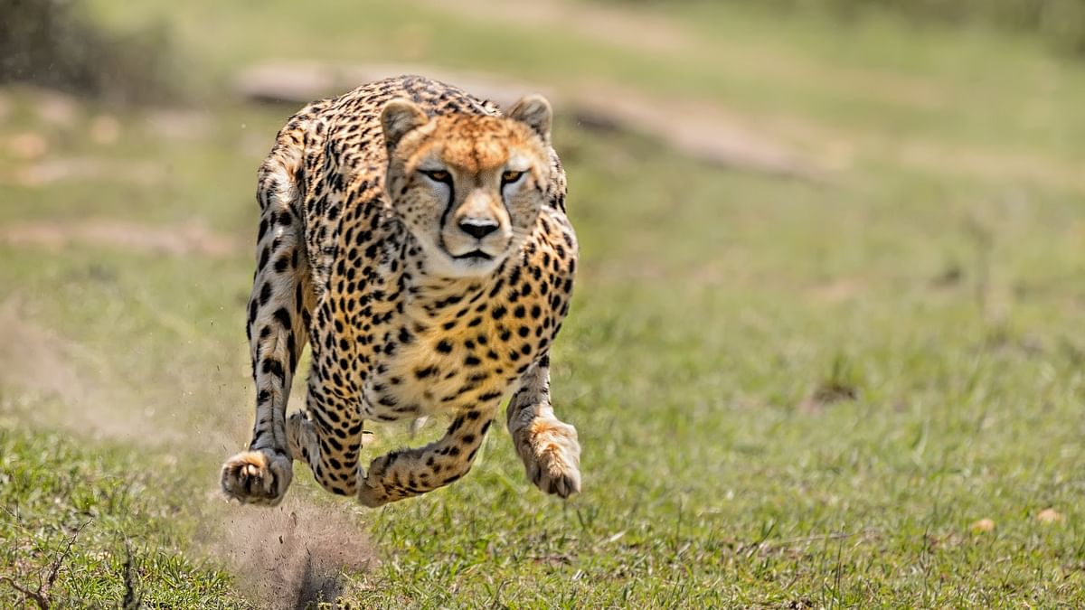 India likely to reintroduce cheetah by August