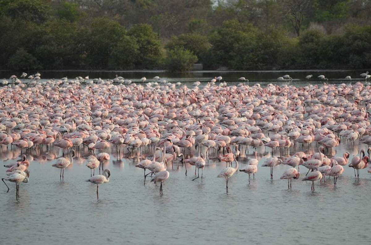 'Flamingo City' Navi Mumbai to conserve wetland as bird destination
