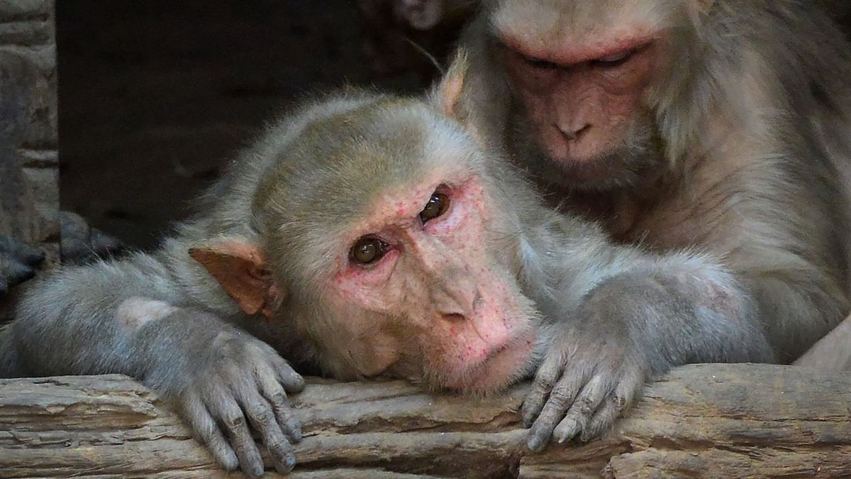 Injured monkey, its baby turn up at Bihar clinic for treatment
