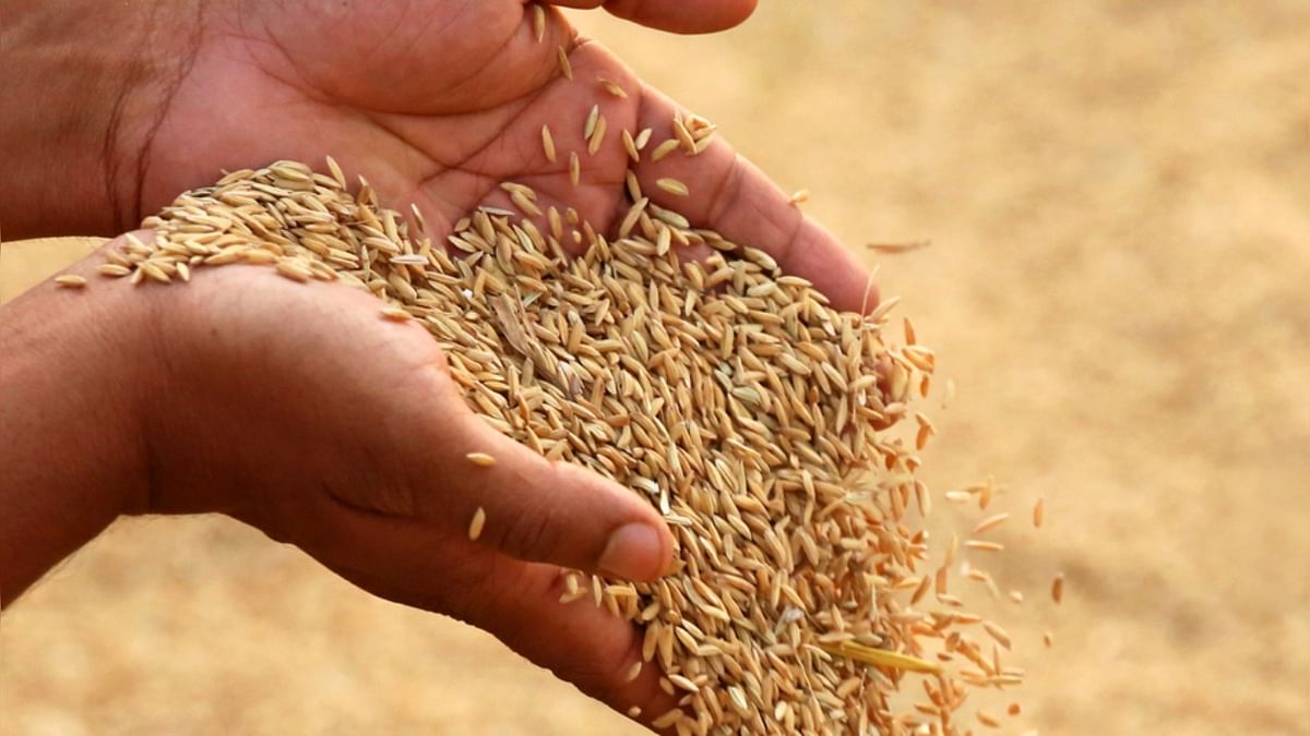 Centre hikes paddy MSP by Rs 100 per quintal for 2022-23 crop year