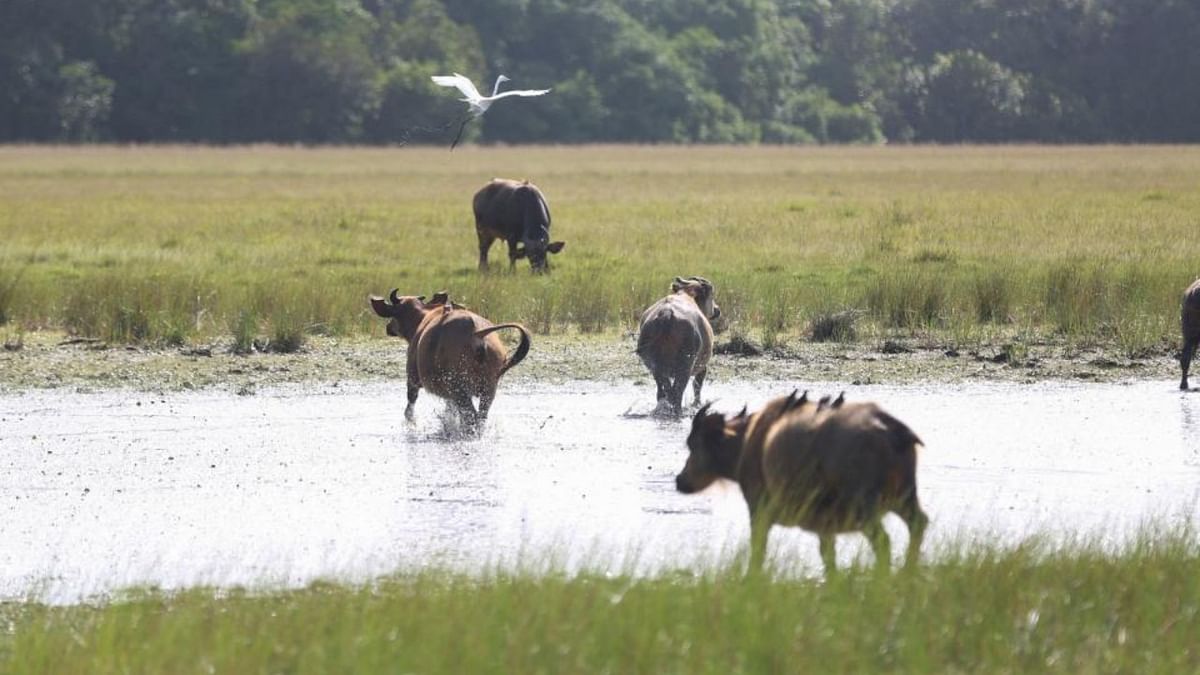 At Kerala wildlife sanctuary, buffaloes create trouble for animals