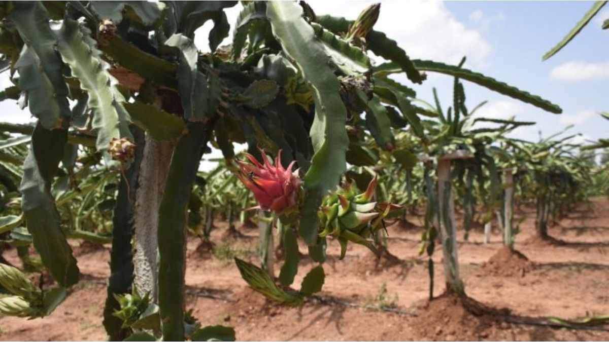 Farmers taste sweet success with exotic fruits