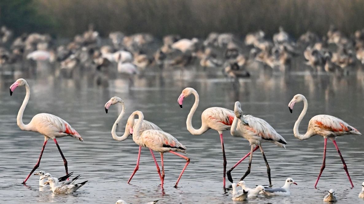 Flamingos face twin dangers of water pollution, wetland burial  