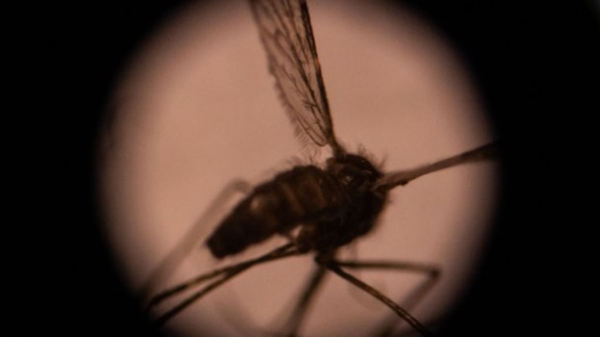 Plastic residue shortens mosquito lifecycle, facilitates population explosion: Study