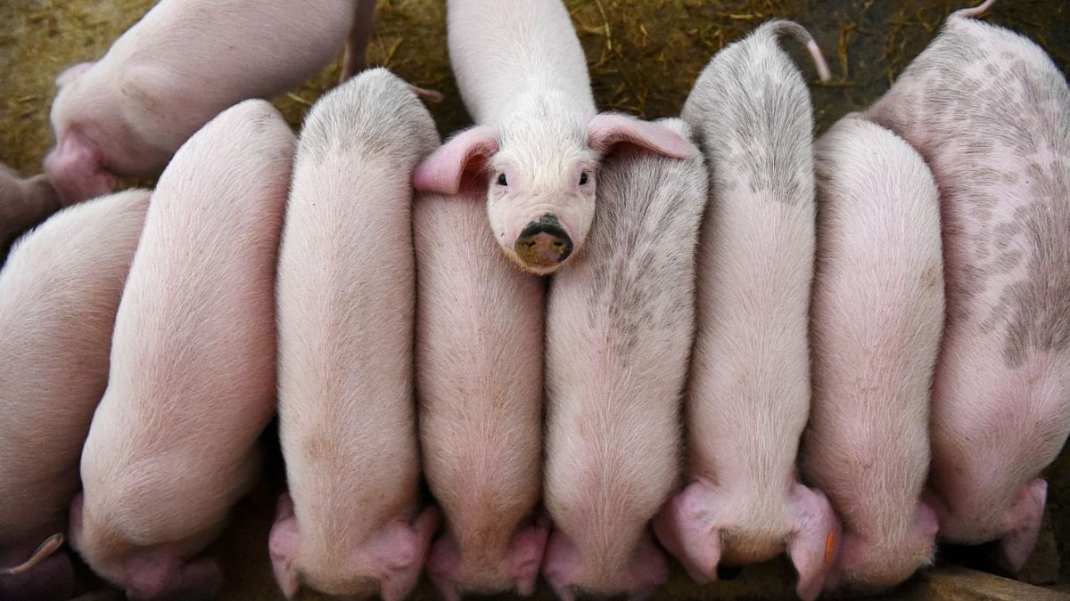 4,848 pigs died in Mizoram due to African Swine Fever since February