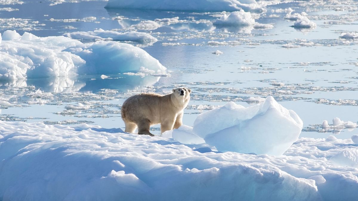 Scientists find new population of polar bears in sea-ice free region