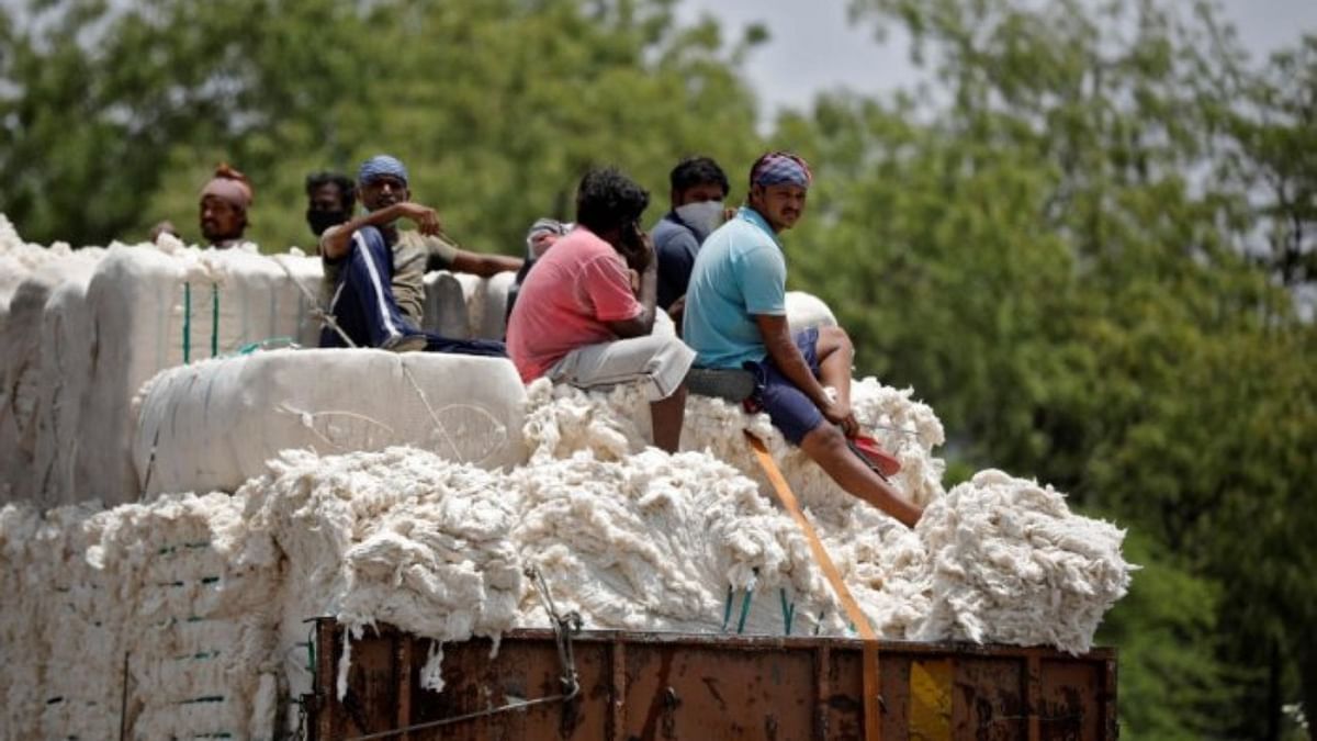 CAI lowers cotton crop estimate to 315.32 lakh bales for current season
