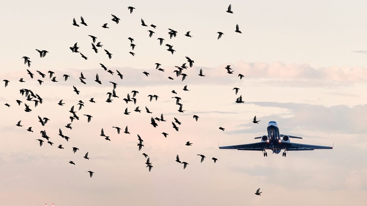 Explained: How bird strikes take planes down