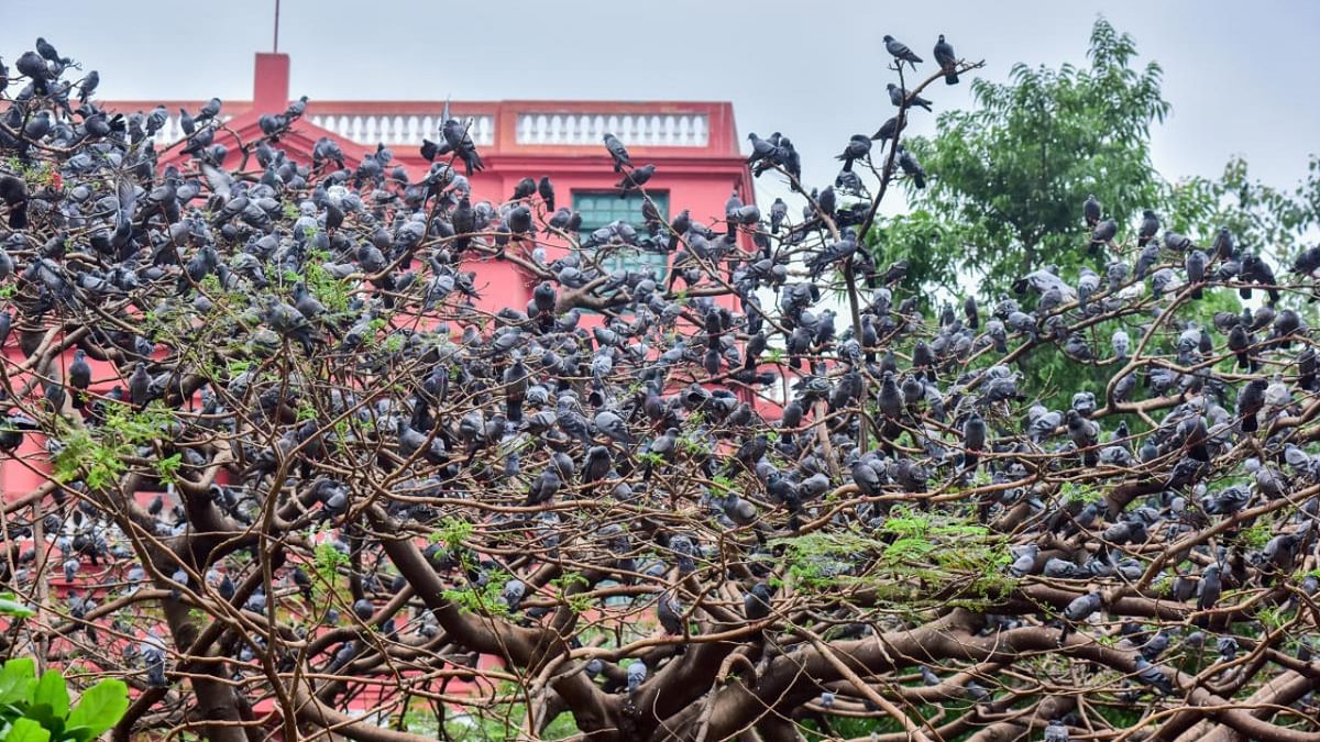 The reign of the pigeons