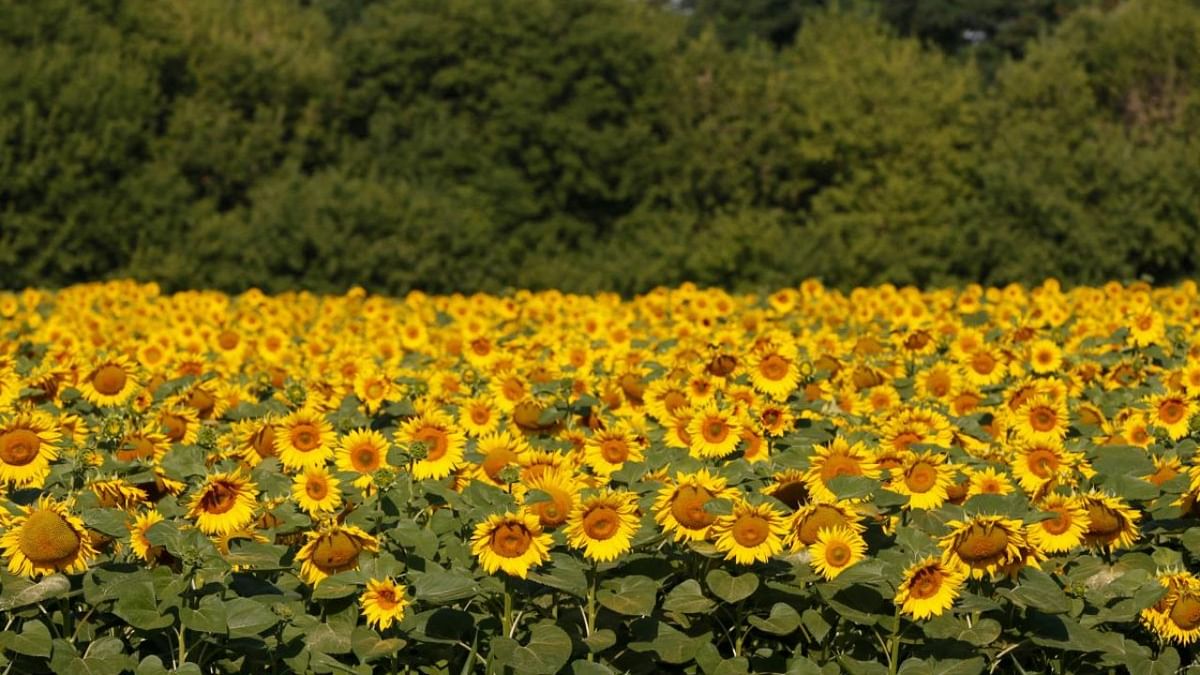 North Karnataka farmers switch to sunflower