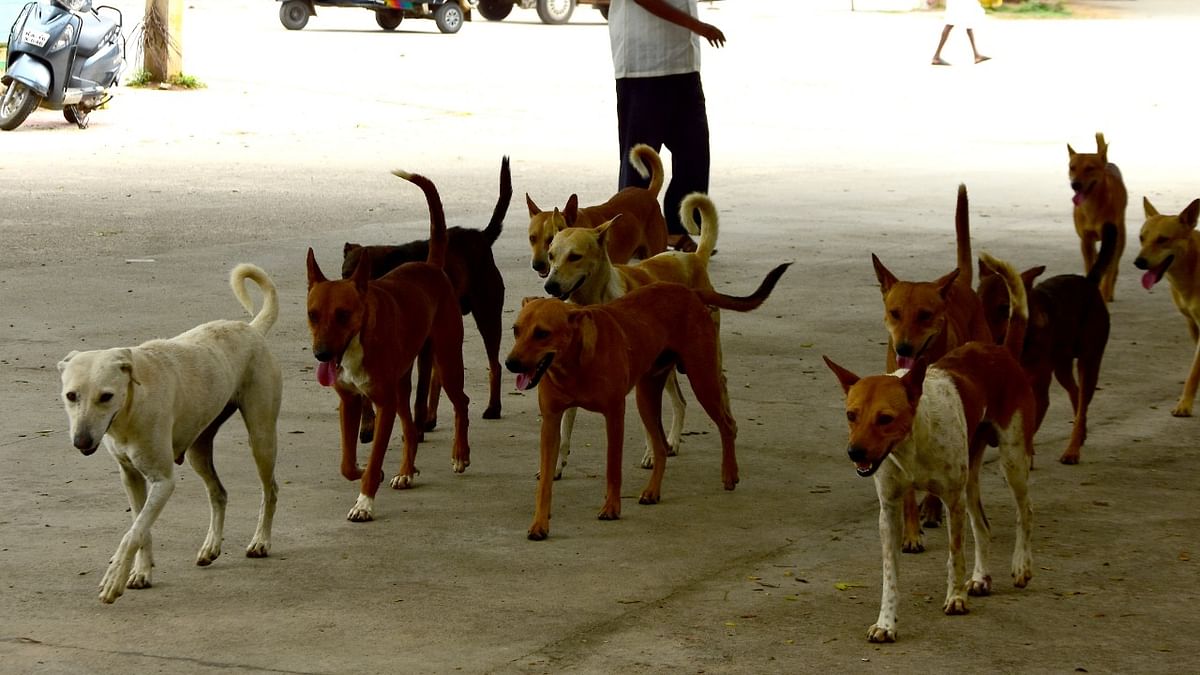 Process to report hit-and-run cases of strays must be simplified, say activists