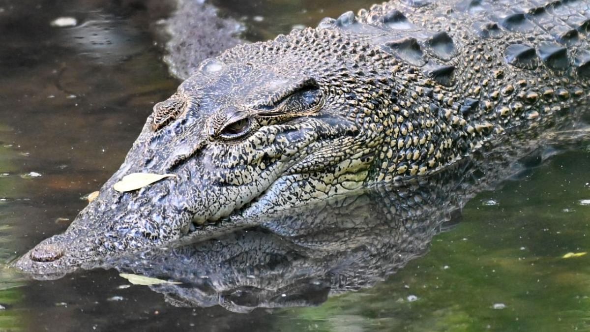 Madhya Pradesh villagers capture crocodile insisting it swallowed boy bathing in river