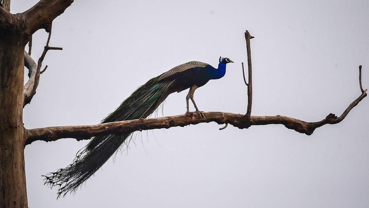Man held for raising peacock in Karnataka