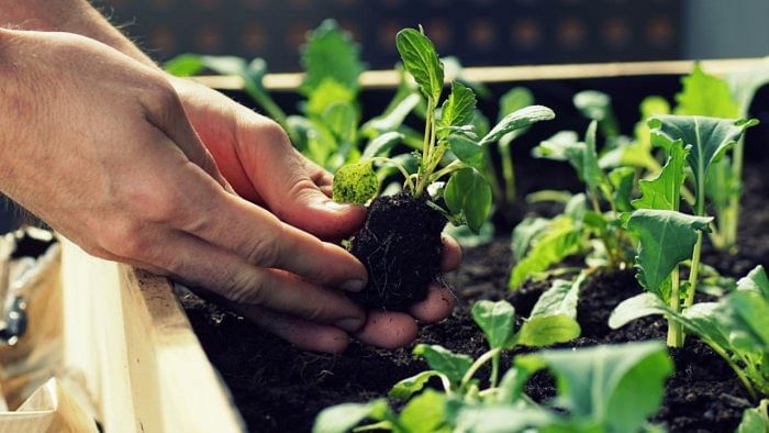 Forum creates awareness among people to take up kitchen gardens in Mangaluru